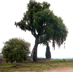 Encina de Otero